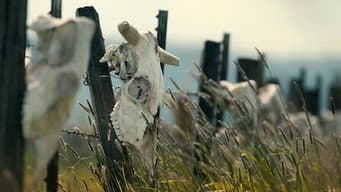Mutilações misteriosas