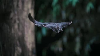 Marsupiais
