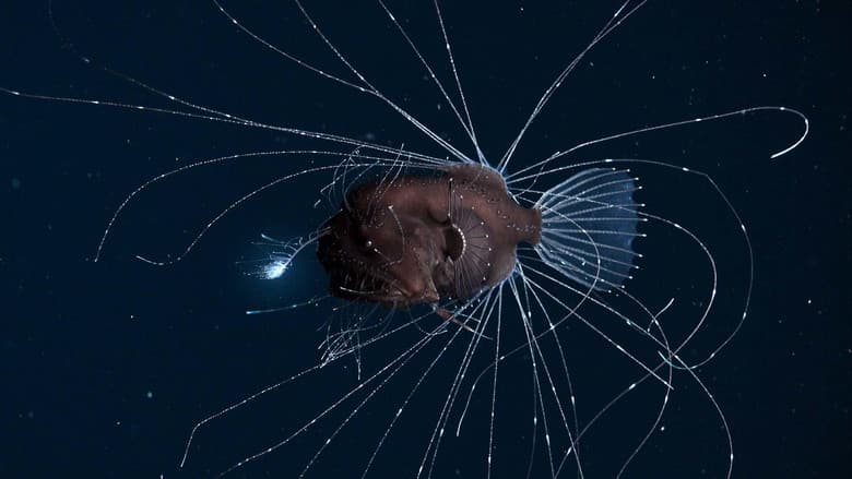 Oceanos além das fronteiras